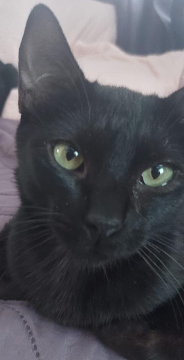 Negrito