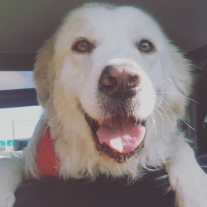 PETE
