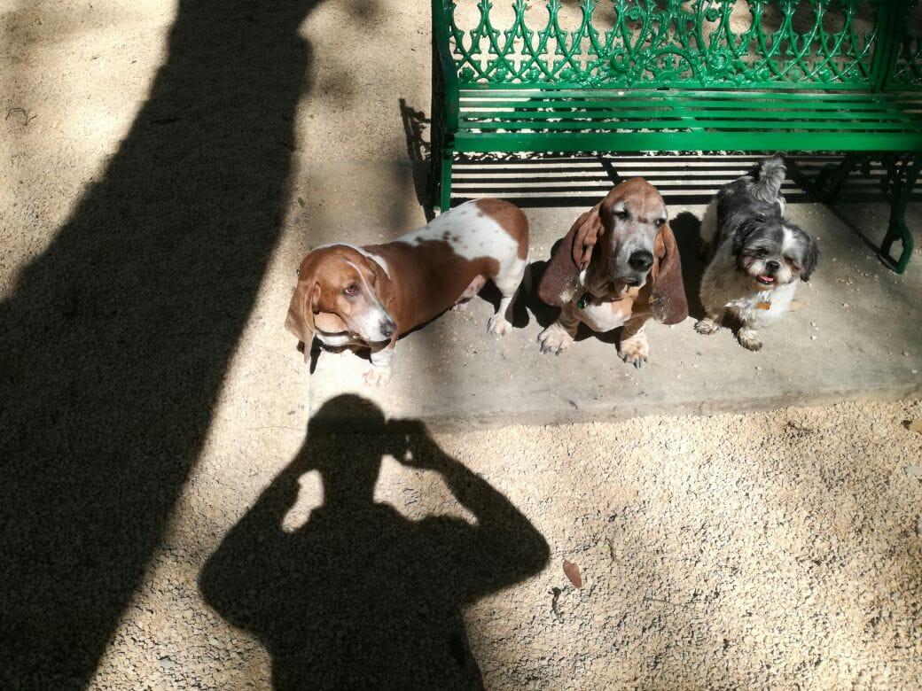 Foto en memoria de Sophy