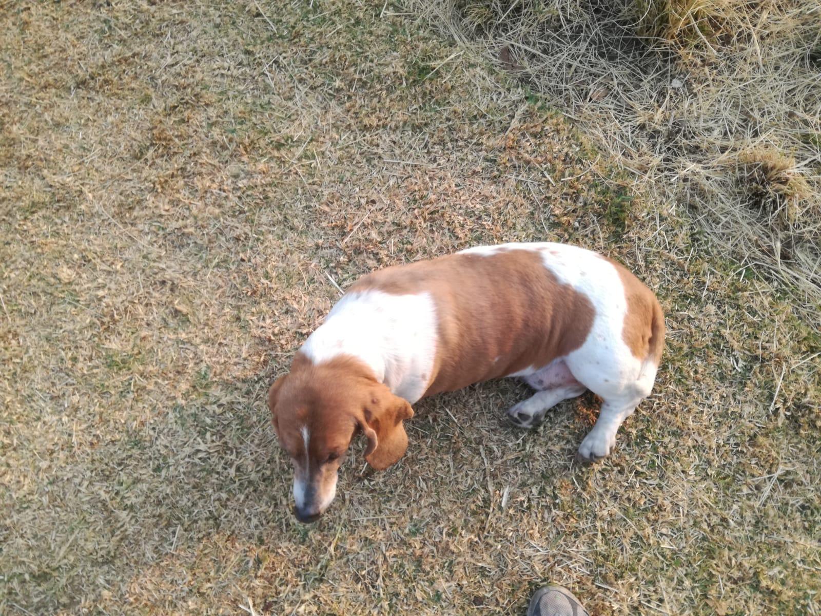 Foto en memoria de Sophy
