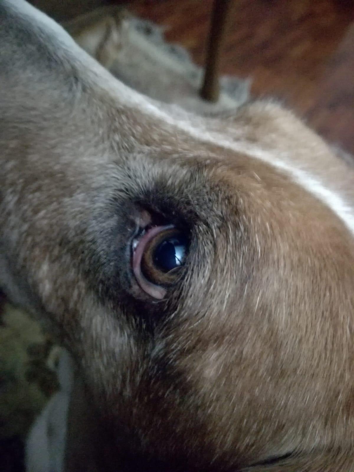 Foto en memoria de Sophy