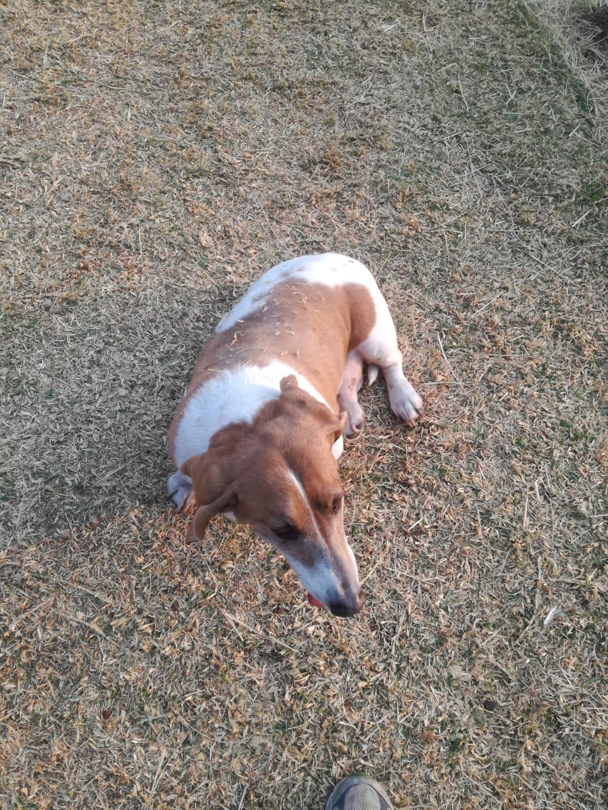 Foto en memoria de Sophy