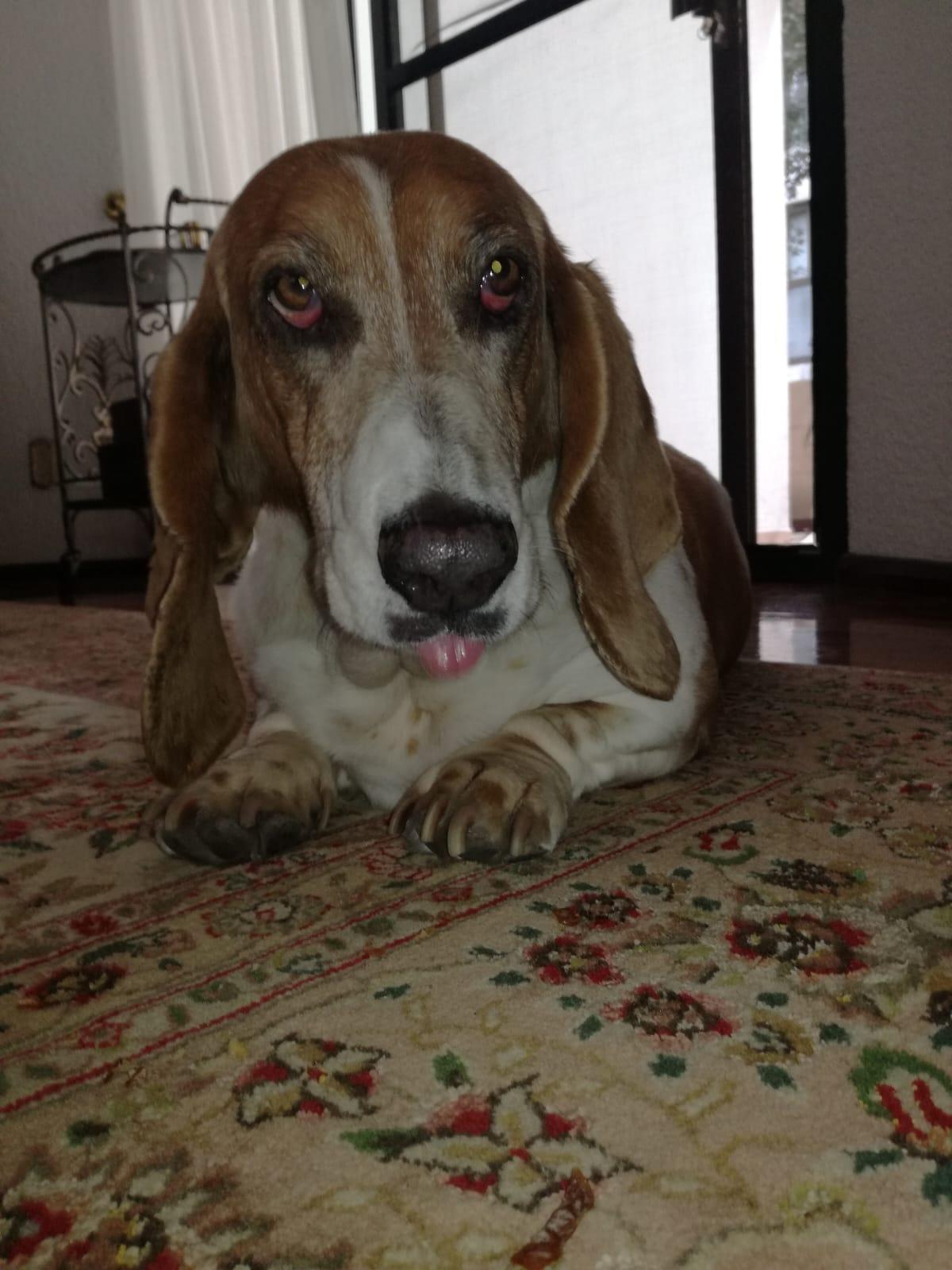 Foto en memoria de Sophy