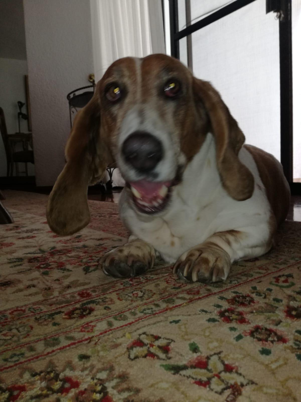 Foto en memoria de Sophy