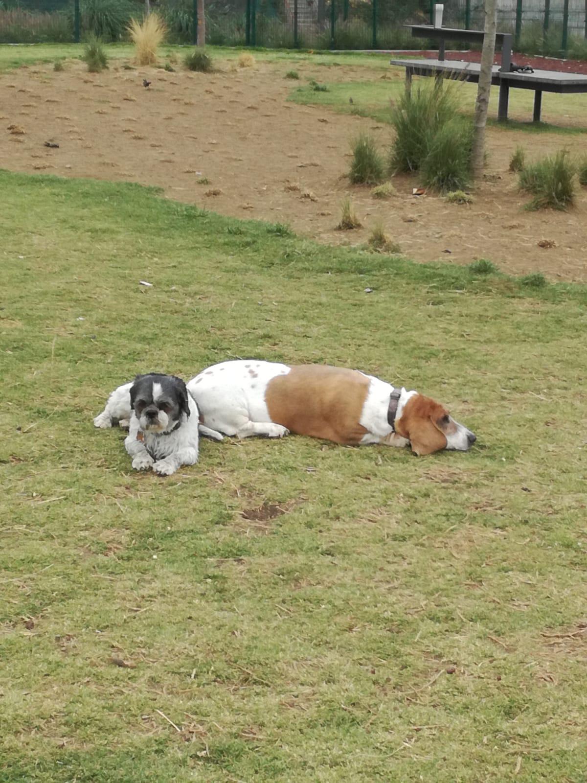 Foto en memoria de Sophy