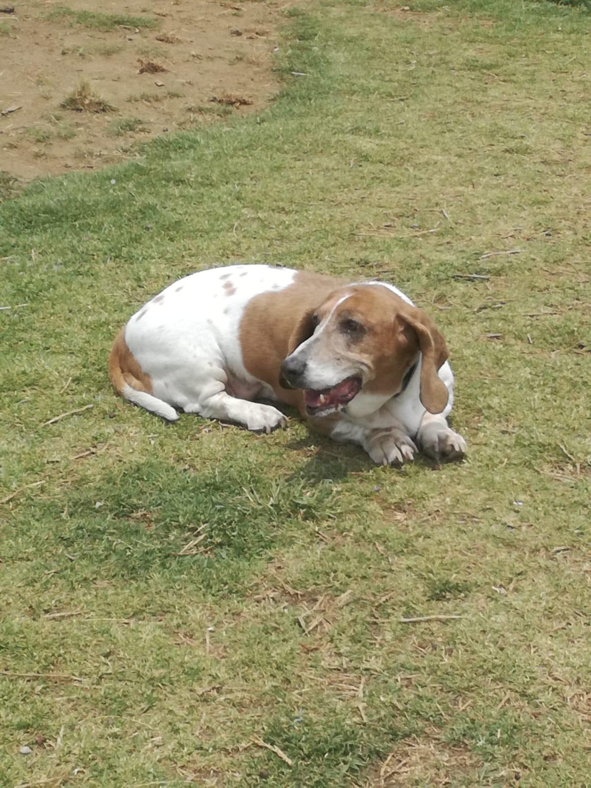 Foto en memoria de Sophy