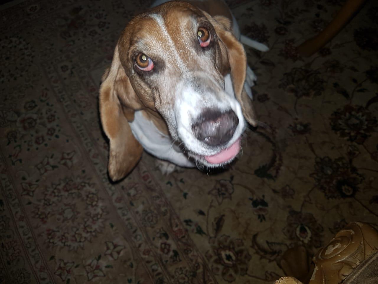 Foto en memoria de Sophy
